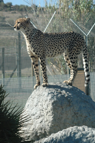 cape03_winelands_cheetahs3.jpg