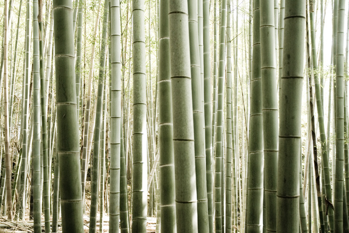 Bamboo