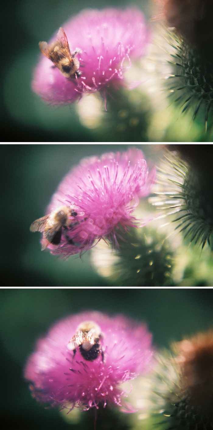 Bee on a Thistle