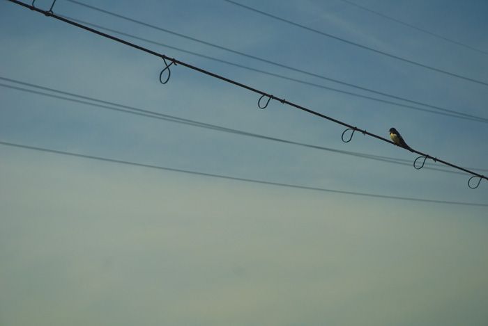 Bird On A Wire