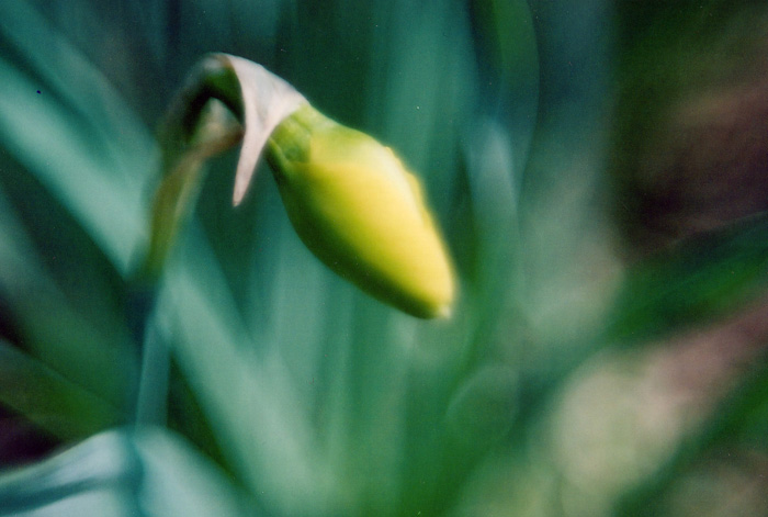 More Flowers