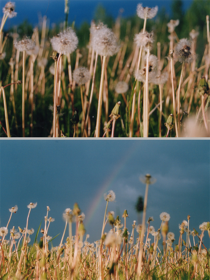 Dandelions