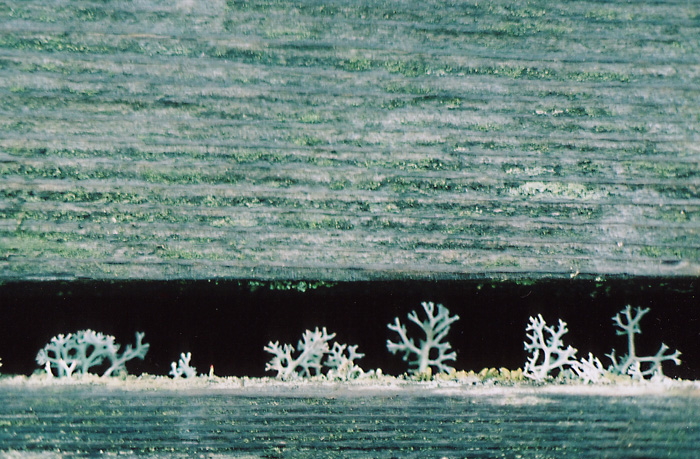 Dock Trees