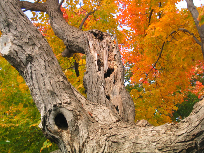 Ottawa in October