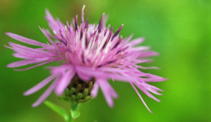 Purple and Green