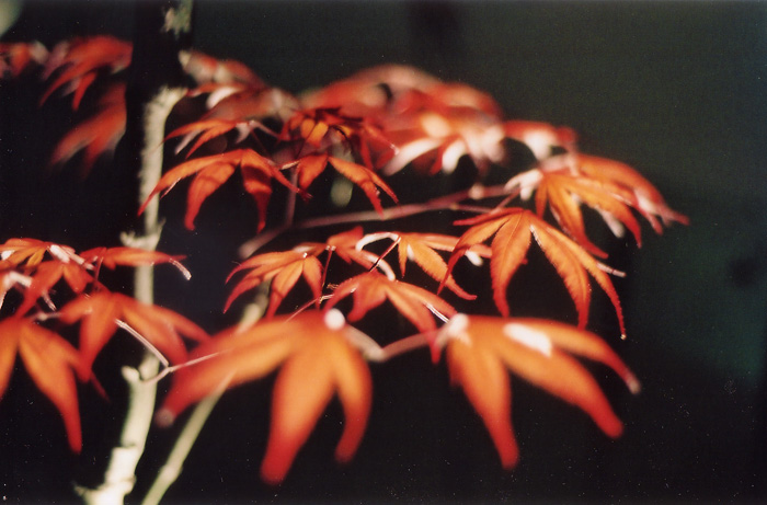 Japanese Maple