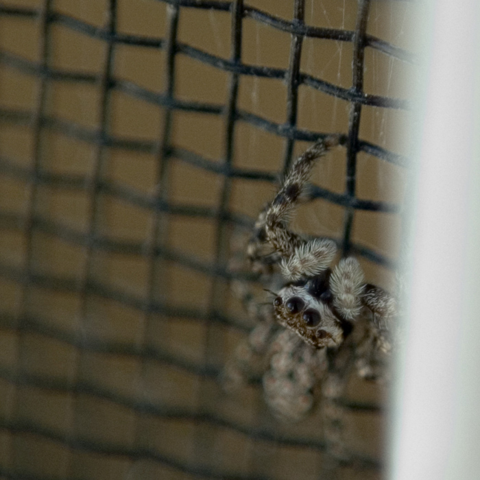 Jumping Spider