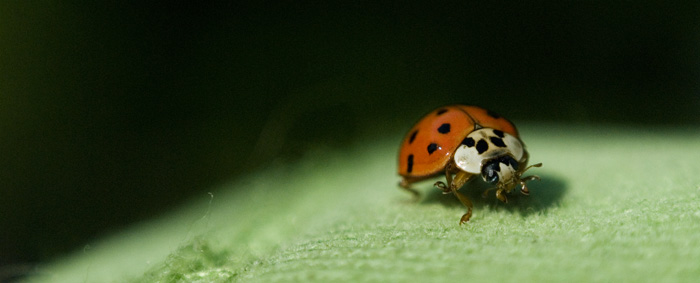 Lulu and the Ladybug