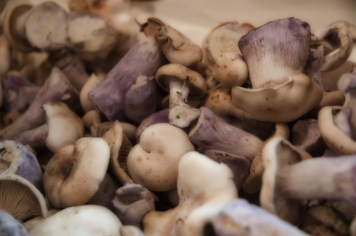 More Market Mushrooms