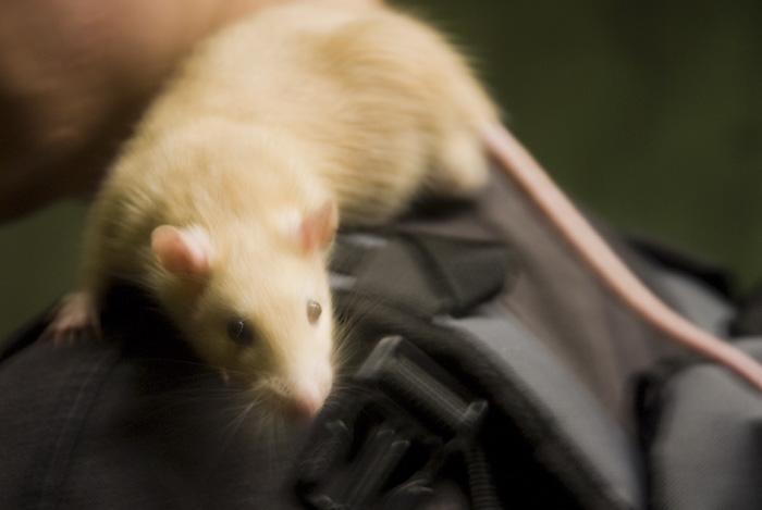 A rat on the Metro