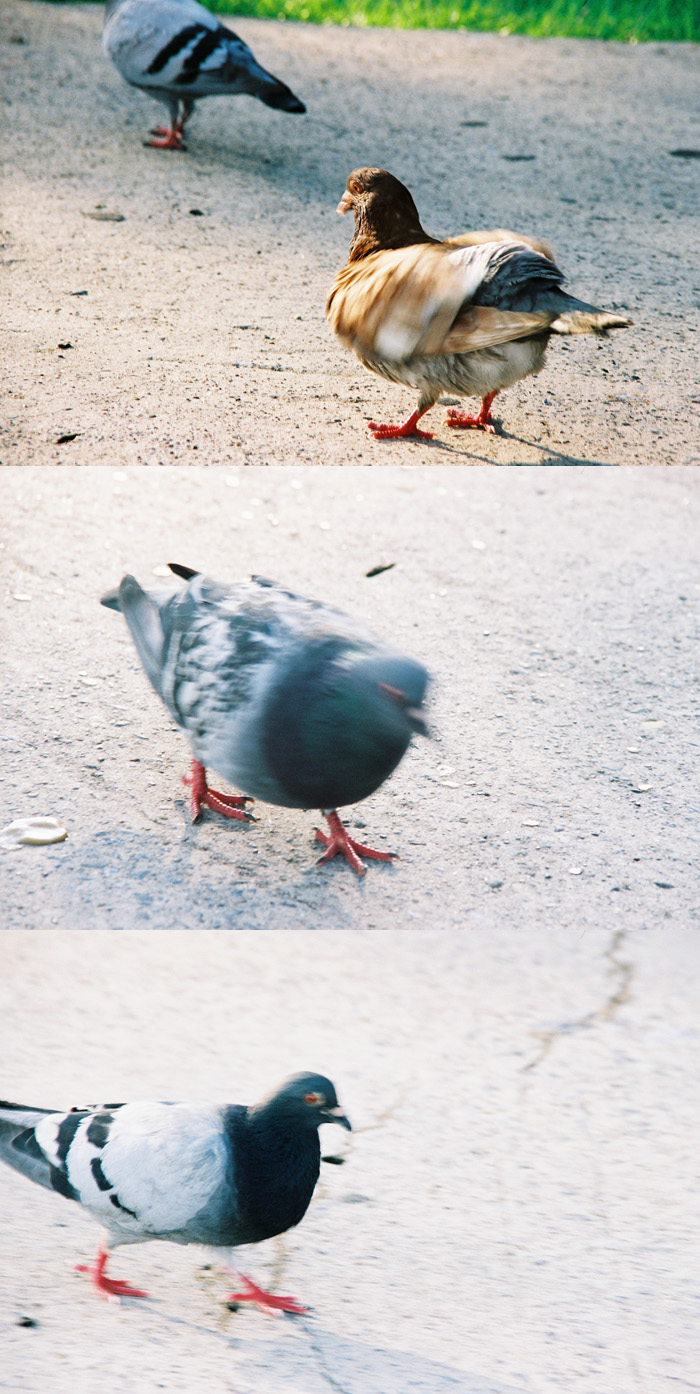 Pigeons on the move