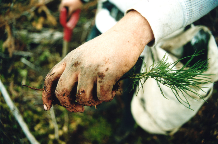 Tree hand