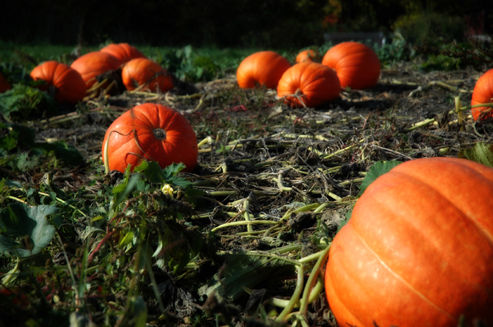 Pumpkin Patch