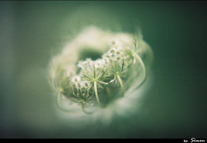 Queen Anne's Lace