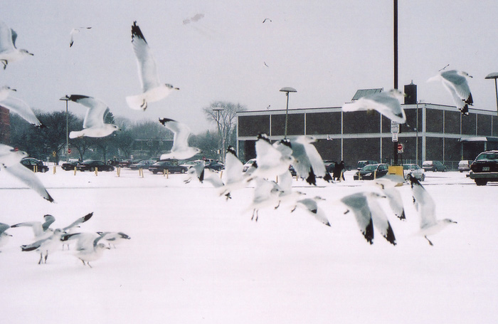 Gulls