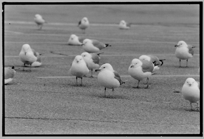 Gulls