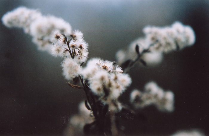 Fluffy and White