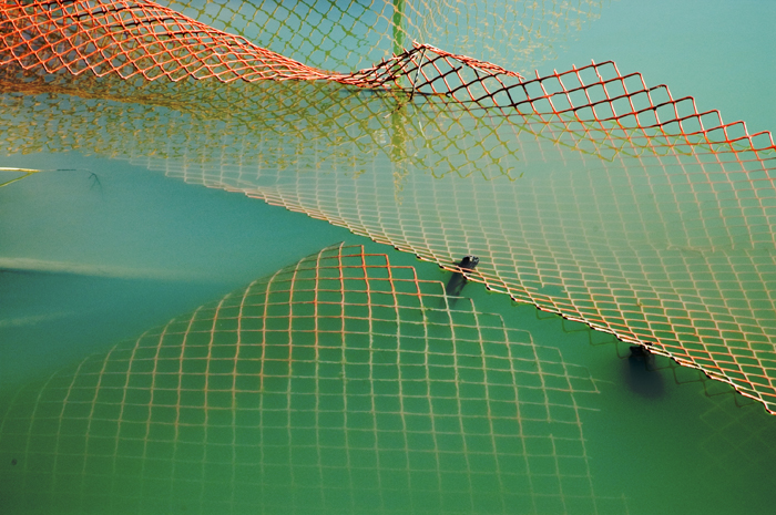 Pen for Aquatic Cows