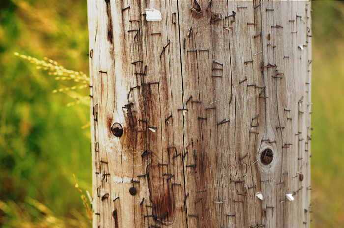 Telephone Pole