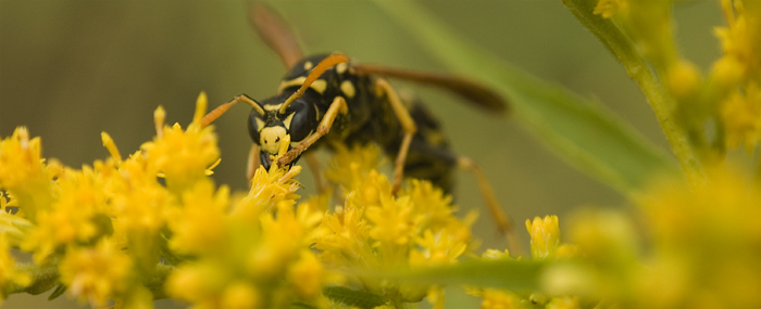 Dopey Wasp