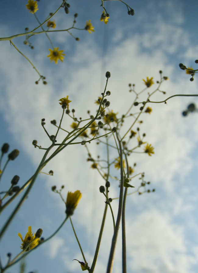 Yellow and Blue