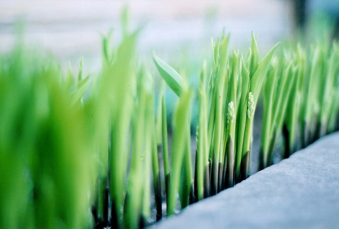 Lily of the Valley