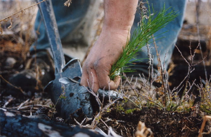 Plant the tree